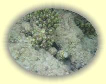 IMG_2007_05_24 19_14_47 * 2272 x 1704 * (521KB)